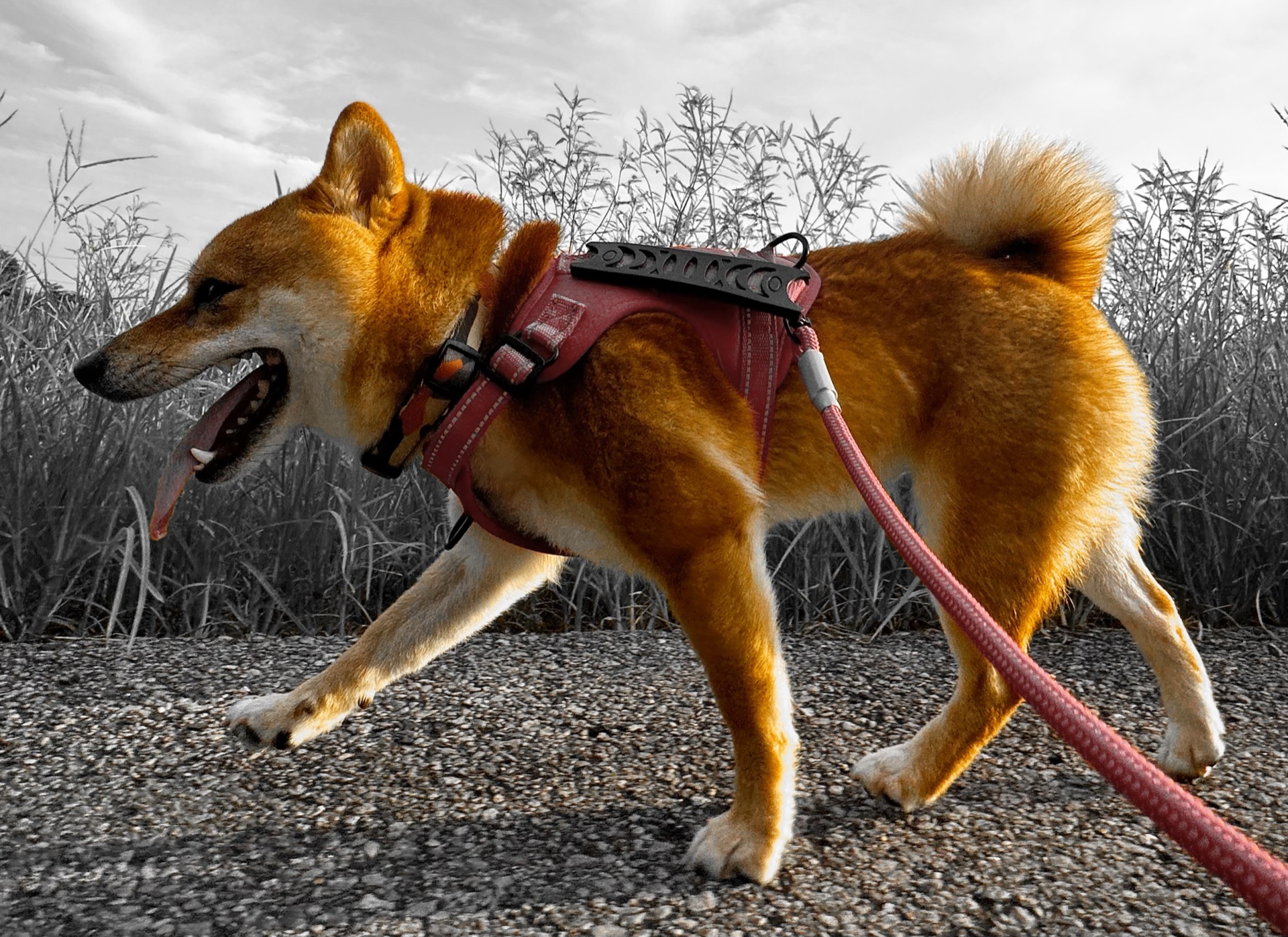 柴犬カム